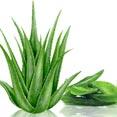 Aloe Vera Extract