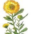 Calendula Extract