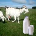 Goat Milk