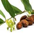 Jojoba Seed Grains