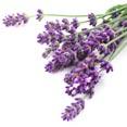 Lavender Extract