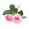 Pink Rose