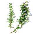 Rosemary Extract