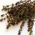 Thyme