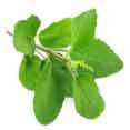 Tulsi