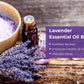 Organic Lavender Essential Oil - Prevents Hairfall, Relieves Stress, Soothes Skin - 100% Pure Therapeutic Grade (10 ml/ 0.33 oz)